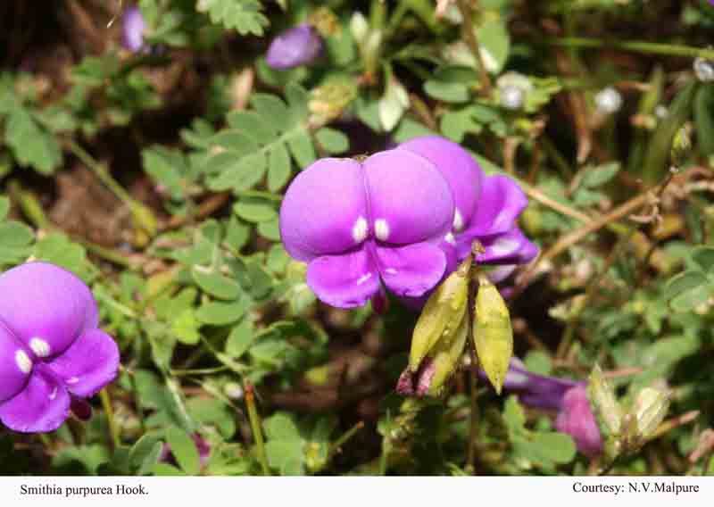 Smithia purpurea Hook.